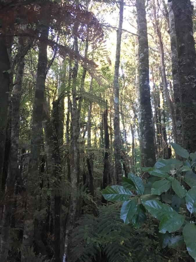 Punakaiki Treehouse Limited Zewnętrze zdjęcie